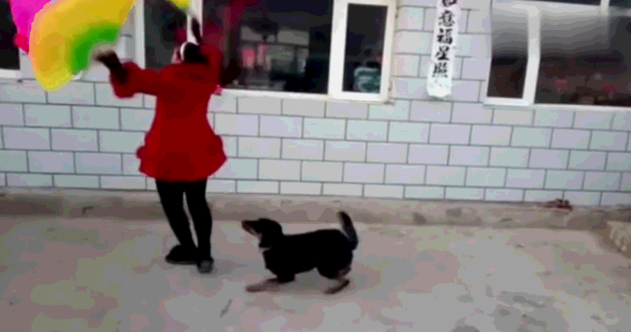 狗狗跳广场舞太魔性:站直身体扭屁股,晃肩膀,舞姿极其