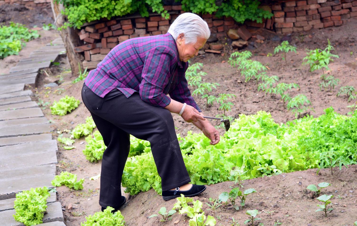 老妈妈的农家小院种满了花草蔬菜, 孩子们回来恨不能让他们都带走