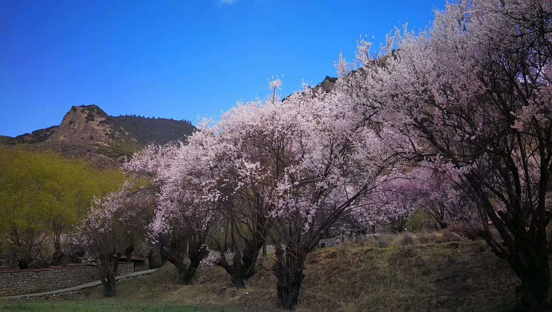 速达养,应急缓解高反的高原守护者