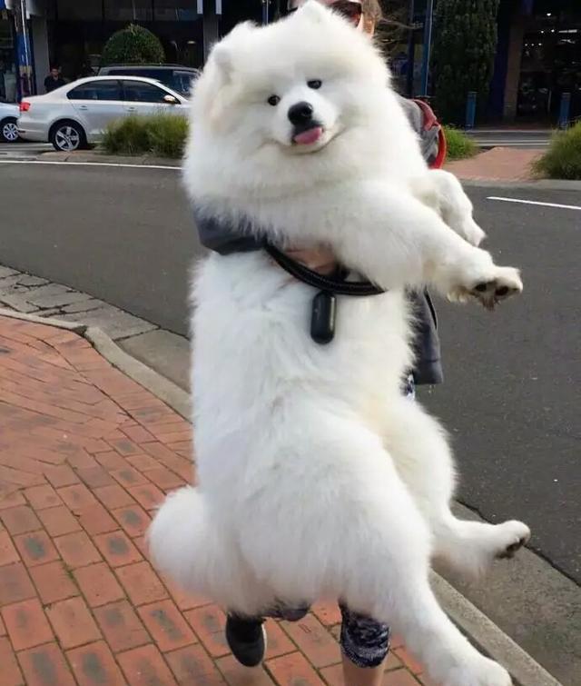 狗狗小时候不要老抱它,不然它会以为自己是长在你身上:萨摩耶犬