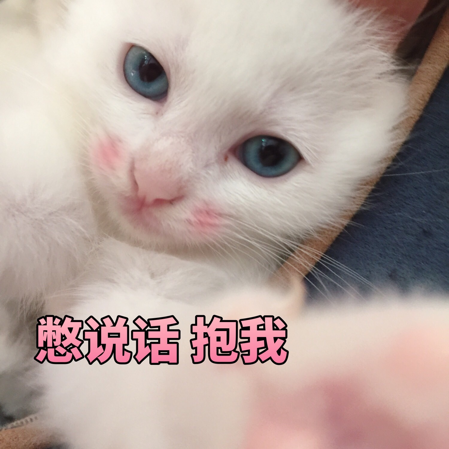 喵咪表情包ε"对方拒绝了你的摸摸