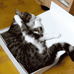 壁纸 动物 猫 猫咪 小猫 桌面 300_300 gif 动态图 动图