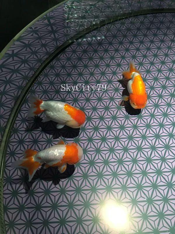 东京游玩必去的地方--墨田水族馆