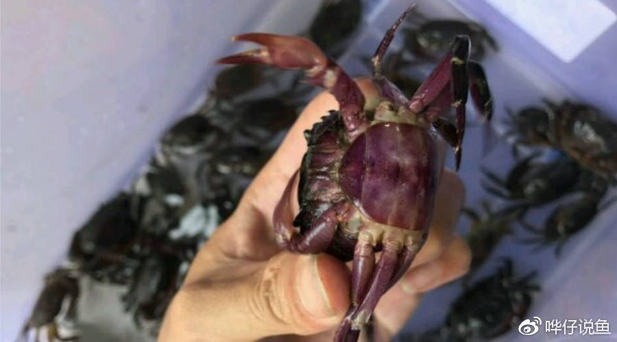 爱上横行霸道的你!宠物鱼缸改造成宠物蟹缸,有