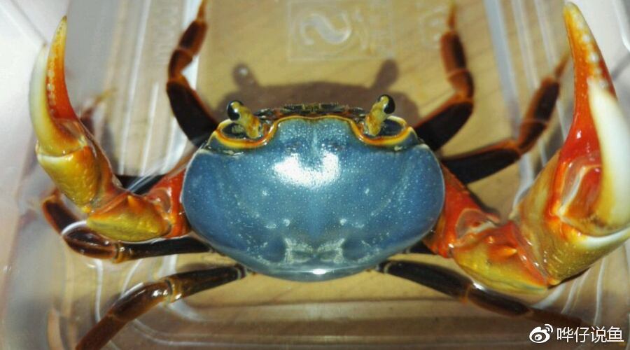 爱上横行霸道的你!宠物鱼缸改造成宠物蟹缸,有