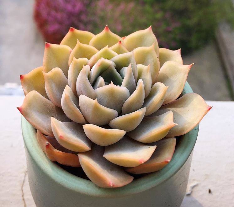 4月份的多肉植物该怎么来养护?教你种植管理