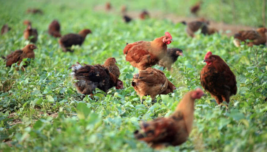 世界最大的鸡:婆罗门鸡,体型巨大如牛,能轻松拉车载人