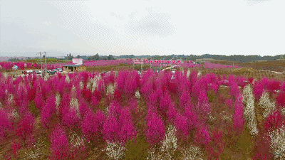 壁纸 成片种植 风景 花 植物 种植基地 桌面 400_225 gif 动态图 动