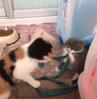 搞笑:第一次来别人家里,我忍了!