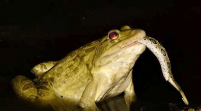 厉害的青蛙, 把圆斑蝰蛇一口吞了