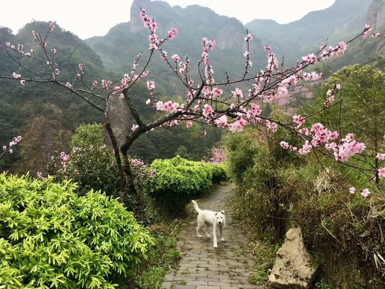 记写雁荡山花 新浪网