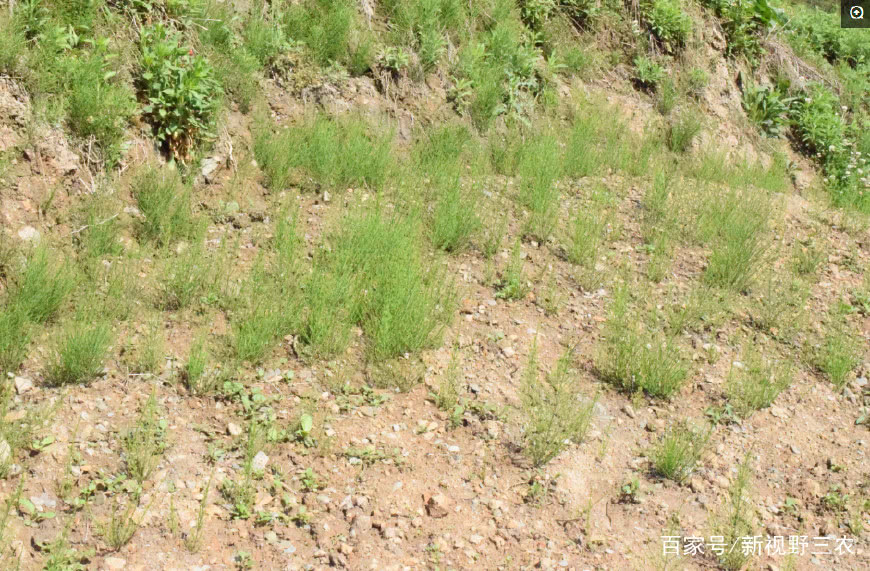 农村路边很常见的1种野草,却被称为民间神药