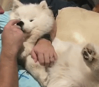 壁纸 动物 狗 狗狗 猫 猫咪 小猫 桌面 341_301 gif 动态图 动图