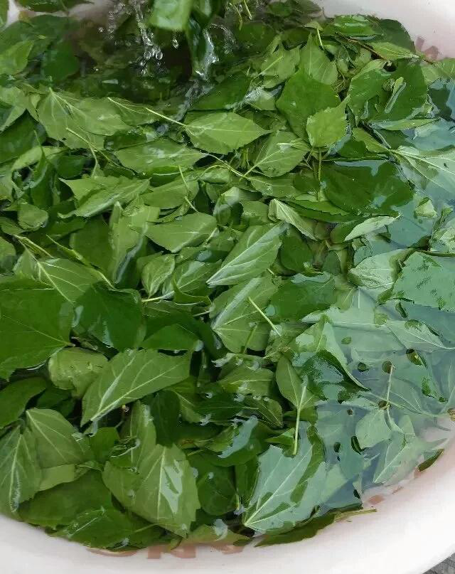 神仙豆腐观音豆腐斑鸠豆腐极端稀有的别致豆腐
