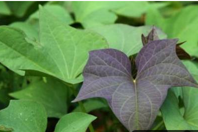 每天在吃红薯叶 半个月后身体发生哪些惊人变