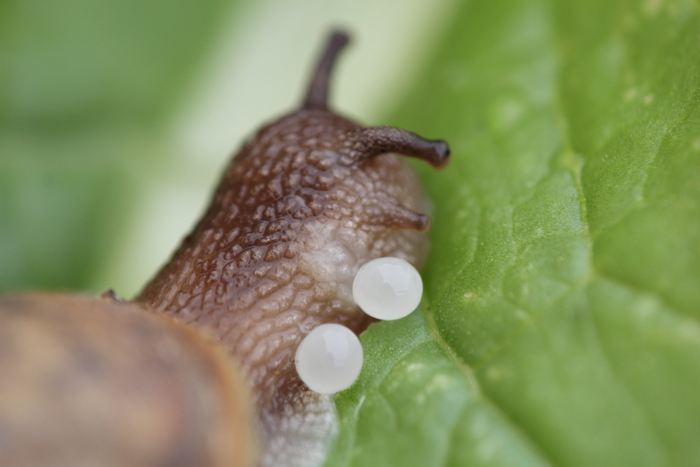 原来蜗牛是这样产卵的,产出的卵居然那么大个儿!长知识!