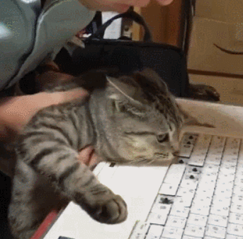 网友的键盘被扣坏了,他把猫咪抓过来询问,结果大花猫