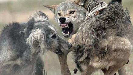 神犬哈士奇与狼的区别 看一次笑一次