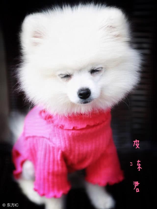 博美天生易患的6种疾病，主人要注意！