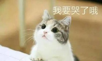 分享一组猫咪搞怪表情包,让你从此爱上喵星人