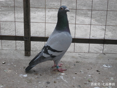 鸽子无缘无故消瘦的原因和解决方式