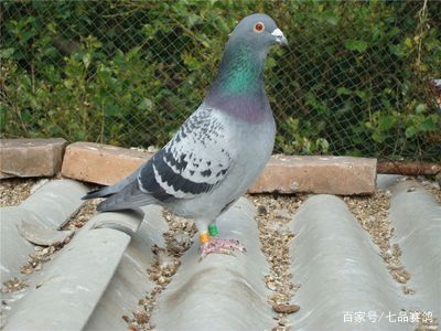 鸽子无缘无故消瘦的原因和解决方式