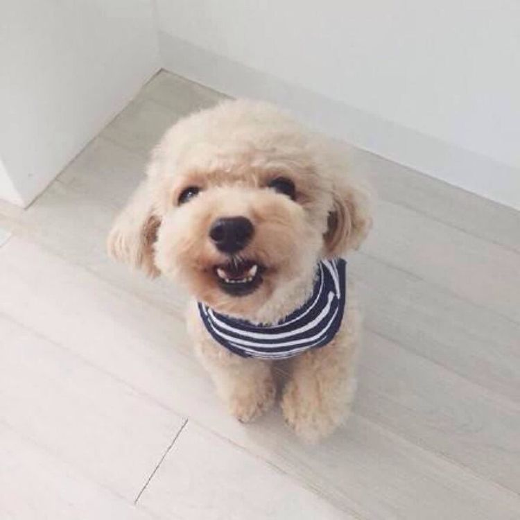 泰迪刚生完宝宝竟然做出这个动作,主人瞬间心