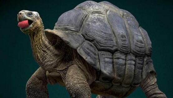 地球上最大的乌龟, 号称龟中“巨人”, 被大量捕猎而濒临灭绝