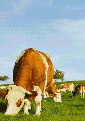 动物 牛 296_421 竖版 竖屏 gif 动态图 动图