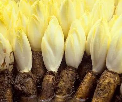 蒲公英泡水喝功效多,记住3个搭配,降糖、降脂