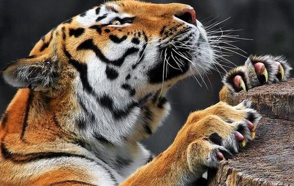 如果一只老虎没有尖牙和利爪,还能对人构成威胁吗?...