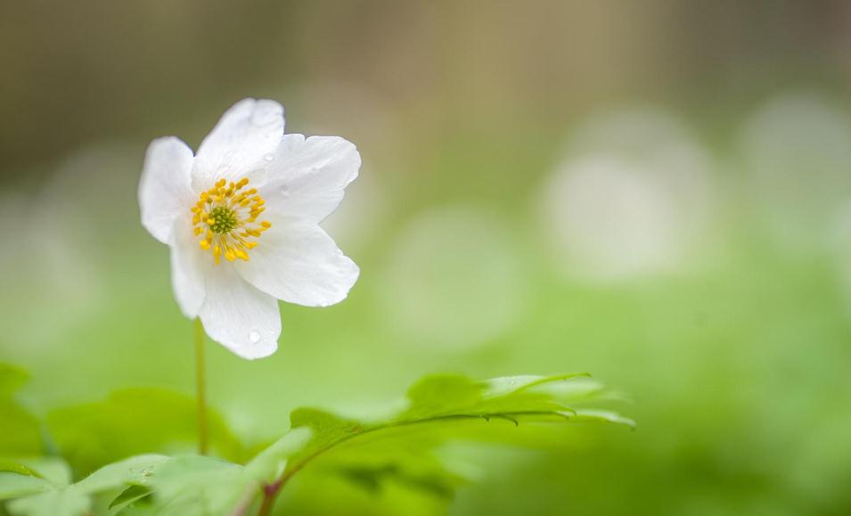非常经典的句子:不为往事扰,余生只愿笑
