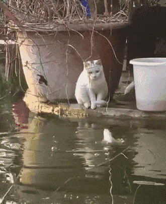 鱼上钩了,猫咪立马紧张了起来,死死地盯着大叔提上来