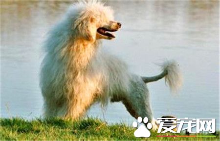 葡萄牙水犬是贵宾吗 这是两种不同类型的狗狗