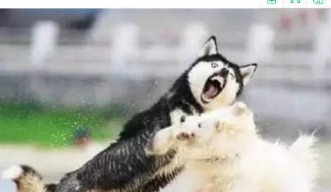 二哈打架输了回家哭