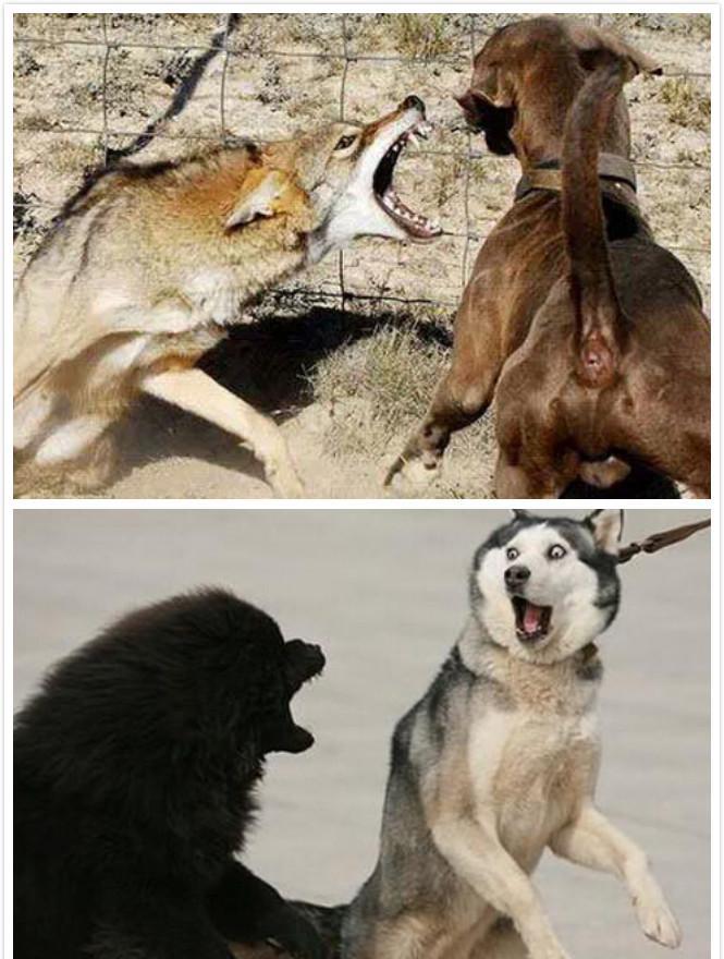 哈士奇与狼的爆笑区别, 已笑弯腰了