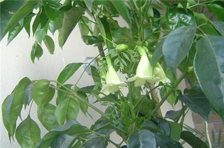 绿宝树做成盆景有心得,按我说的来,造型多样还