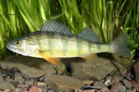 中国公认的四大淡水鱼,鲤鱼没有上榜,你最喜欢