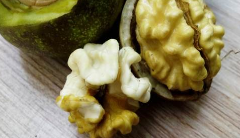 青皮核桃怎么泡酒