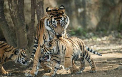 母老虎正带着小幼崽散步,突然就对小幼崽大吼