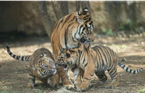 母老虎正带着小幼崽散步,突然就对小幼崽大吼
