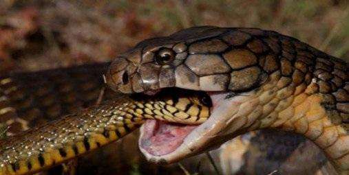 曼巴蛇VS眼镜王蛇,它们到底谁更厉害了?