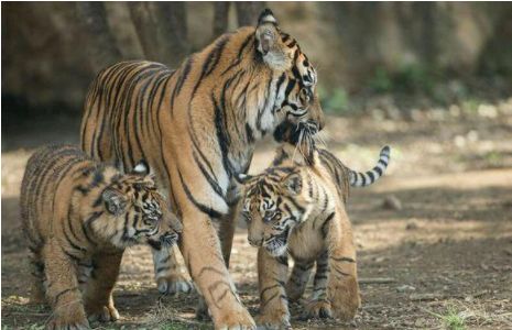 母老虎正带着小幼崽散步,突然就对小幼崽大吼