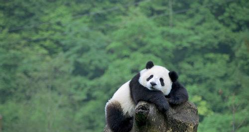 远古蚩尤真的骑大熊猫上战场吗? 大熊猫真的是食铁兽吗?