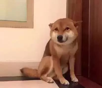 瞅瞅柴犬宝宝这谄媚的表情,这靠着墙根蹲着的畏畏缩缩的小动作,怎么看