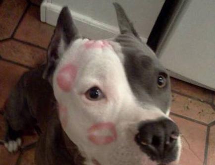 这些动物一看就知道不是什么好东西