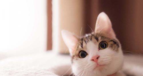 猫咪每天需要吃多少猫粮?