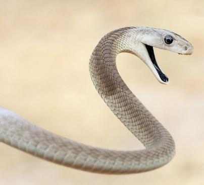 曼巴蛇VS眼镜王蛇,它们到底谁更厉害了?