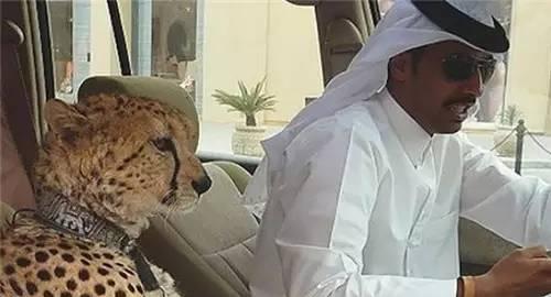 都说迪拜土豪多,看完这几张图片我才知道我有多天真!