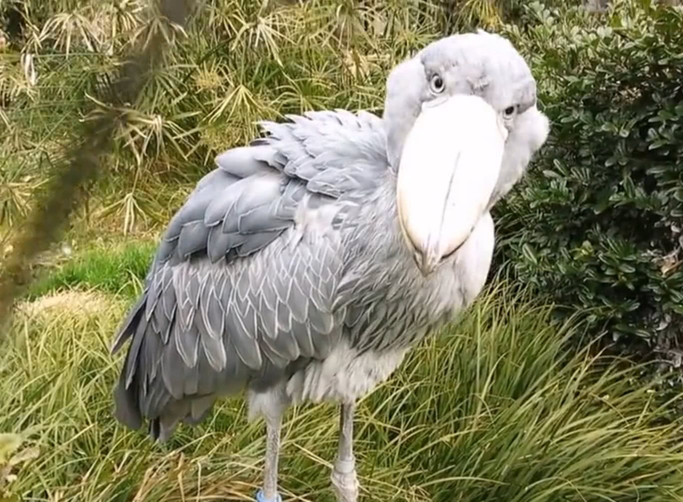 鲸头鹳被剃掉呆毛,行动变得特别诡异,一抖一抖的太逗了